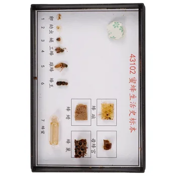1 Комплект образца жизненного цикла пчелы в классе, научный обучающий образец жизненного цикла пчел для школы