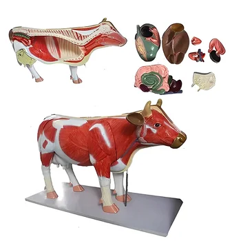 Медицинское обучение Крупный рогатый скот, Анатомическая модель вскрытия крупного рогатого скота, Ветеринарное животное, Анатомическая модель коровы.