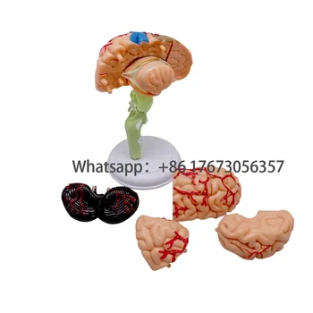 Медицинская модель черепа мозжечка SY-N012, съемная модель человеческого мозга, анатомия черепа, модель мозга, ствол мозга